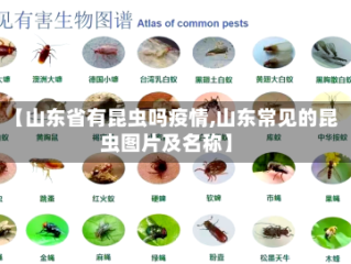 【山东省有昆虫吗疫情,山东常见的昆虫图片及名称】