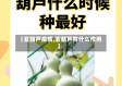 【亚葫芦疫情,亚葫芦有什么作用】