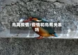 鸟与疫情/疫情和鸟有关系吗
