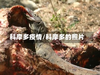 科摩多疫情/科摩多的照片
