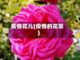 疫情花儿(疫情的花草)