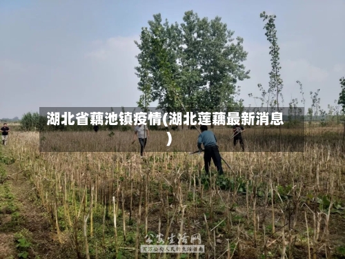 湖北省藕池镇疫情(湖北莲藕最新消息)-第1张图片