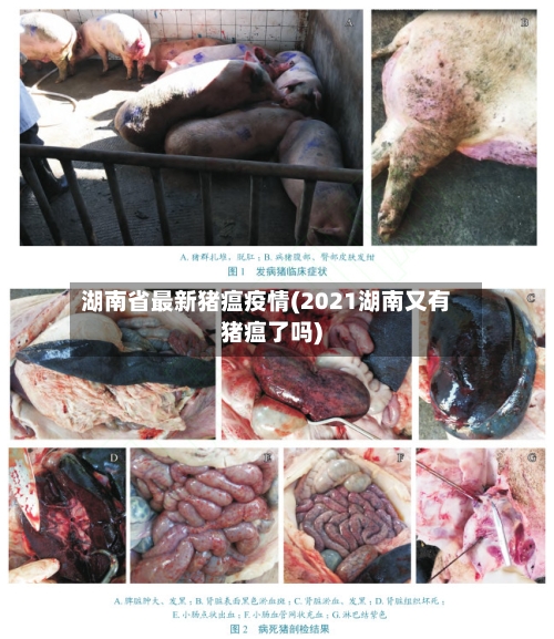 湖南省最新猪瘟疫情(2021湖南又有猪瘟了吗)-第1张图片
