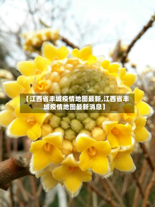 【江西省丰城疫情地图最新,江西省丰城疫情地图最新消息】-第1张图片