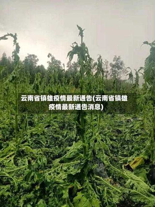 云南省镇雄疫情最新通告(云南省镇雄疫情最新通告消息)-第3张图片