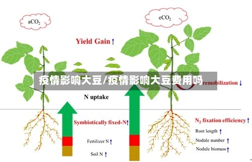 疫情影响大豆/疫情影响大豆费用吗-第1张图片