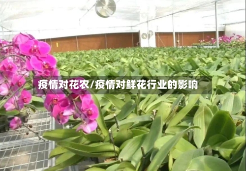 疫情对花农/疫情对鲜花行业的影响-第2张图片