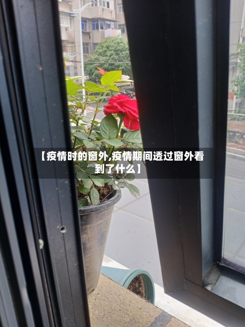 【疫情时的窗外,疫情期间透过窗外看到了什么】-第1张图片