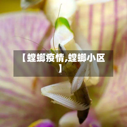 【螳螂疫情,螳螂小区】-第1张图片