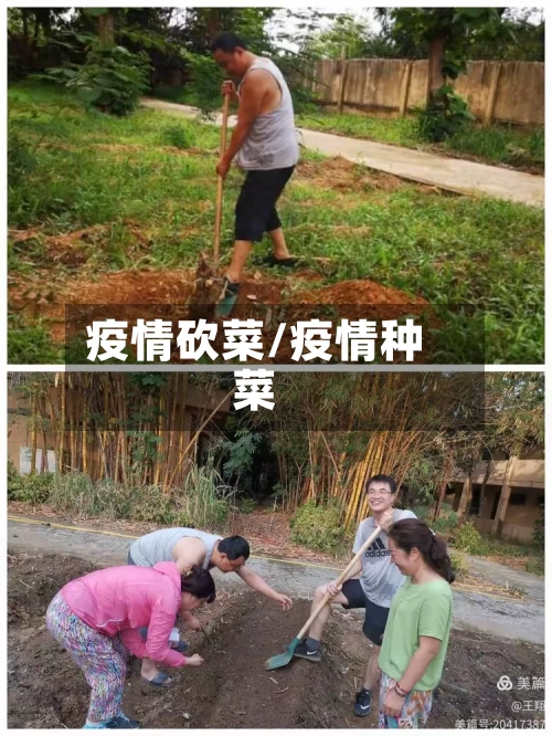 疫情砍菜/疫情种菜-第2张图片
