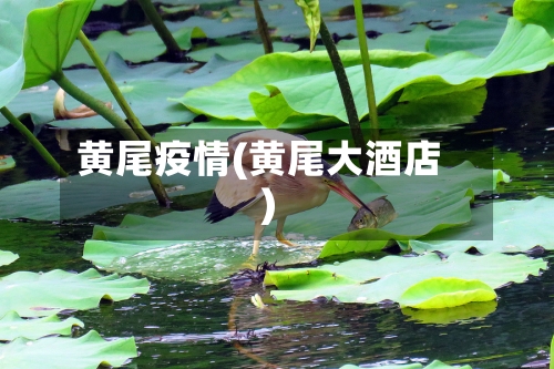 黄尾疫情(黄尾大酒店)-第2张图片