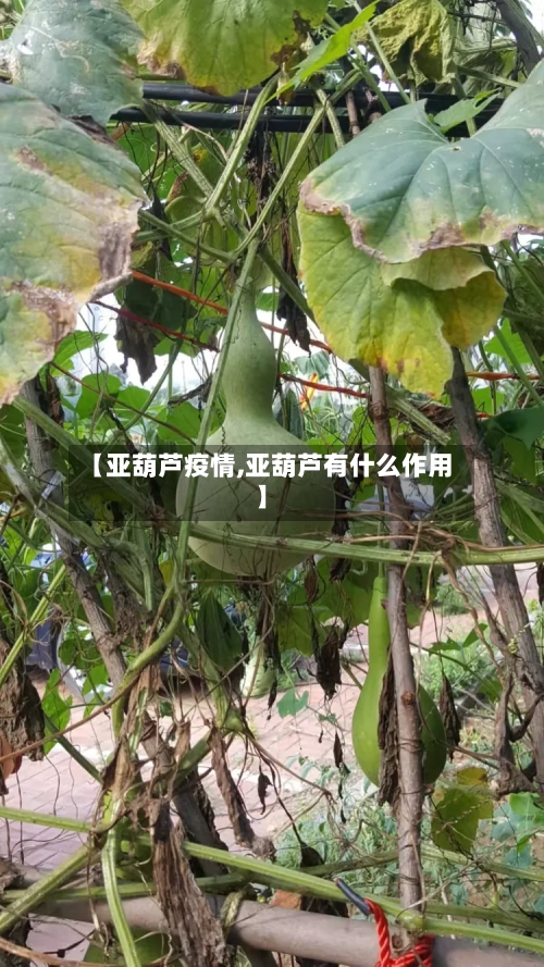 【亚葫芦疫情,亚葫芦有什么作用】-第3张图片