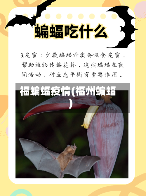 福蝙蝠疫情(福州蝙蝠)-第1张图片
