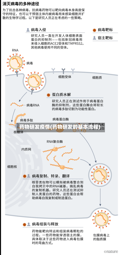 药物研发疫情(药物研发的基本流程)-第1张图片