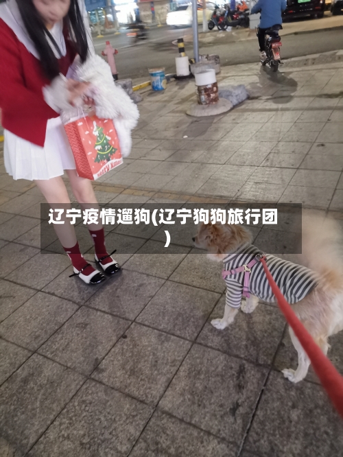 辽宁疫情遛狗(辽宁狗狗旅行团)-第1张图片
