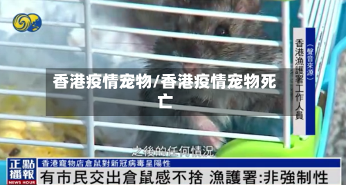 香港疫情宠物/香港疫情宠物死亡-第3张图片