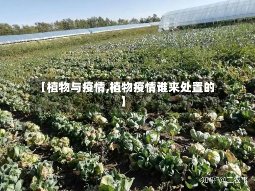 【植物与疫情,植物疫情谁来处置的】-第1张图片