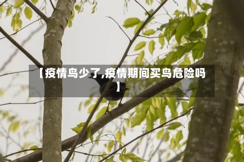 【疫情鸟少了,疫情期间买鸟危险吗】-第1张图片