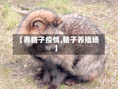 【养貉子疫情,貉子养殖场】-第1张图片